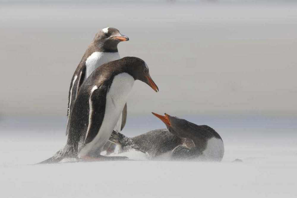 Art Print: Saunders Island Gentoo penguins in a sand storm