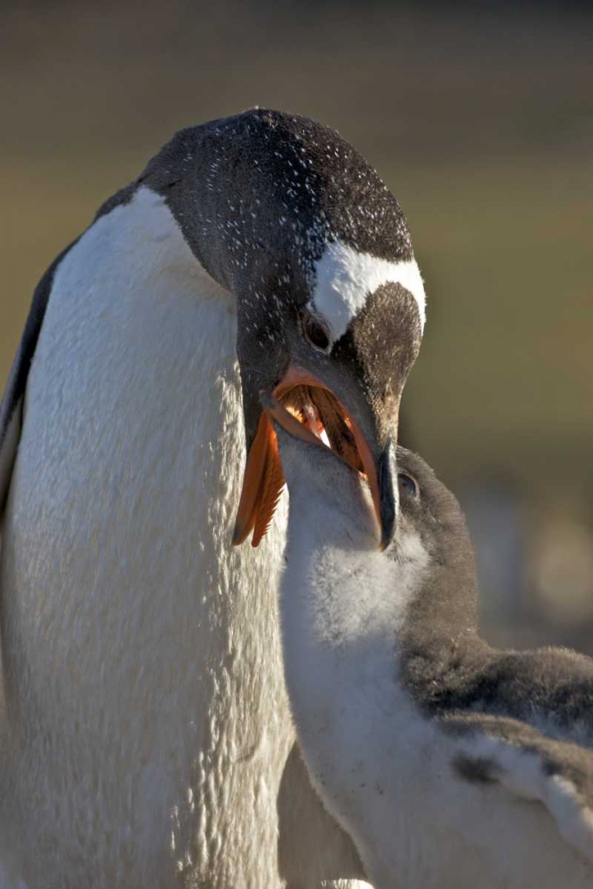Art Print: Saunders Island Gentoo penguin feeds its chick