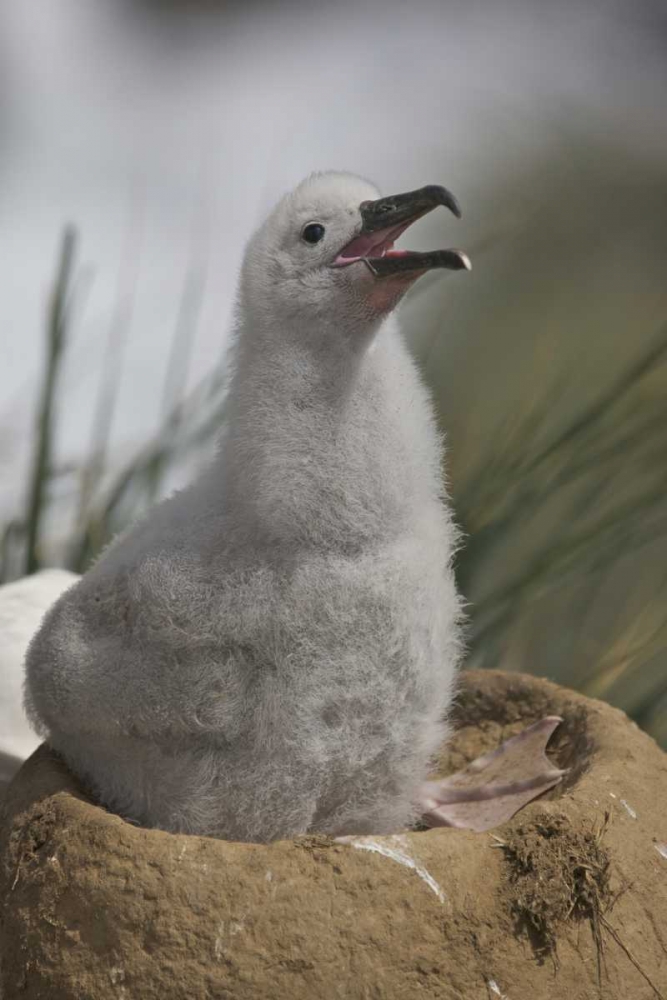 Art Print: Saunders Island A juvenile albatross calling