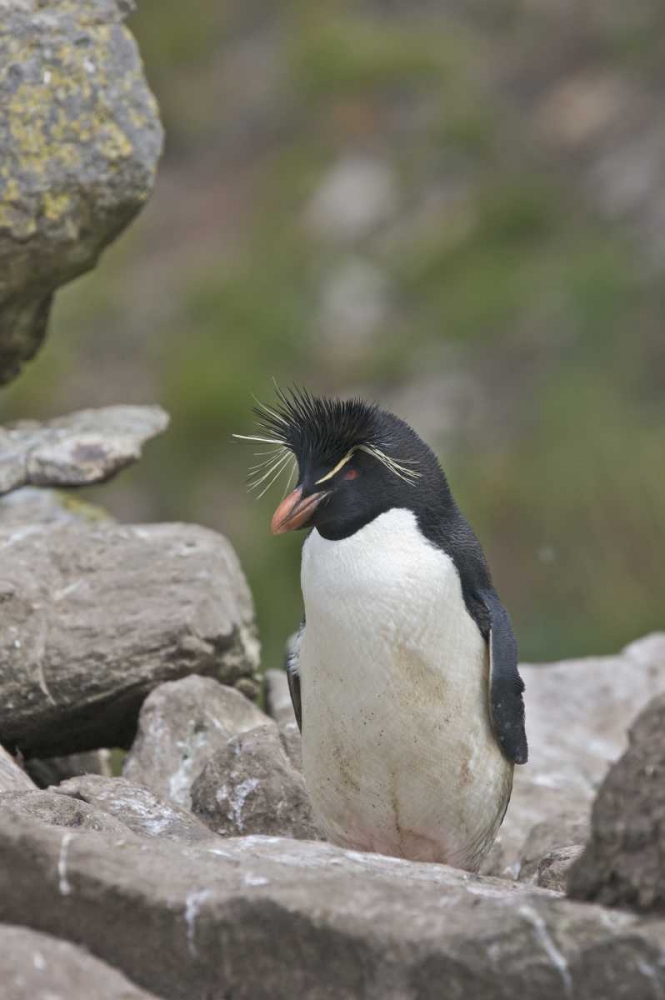 Wall Art Painting id:126954, Name: West Point Island Rockhopper penguin in rookery, Artist: Anon, Josh