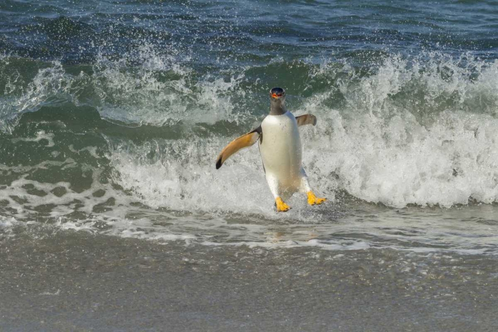 Art Print: Sea Lion Island Gentoo penguin surfing on shore