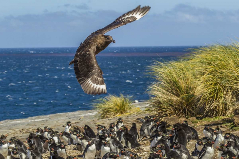 Art Print: Bleaker Island Falkland skua over penguin colony