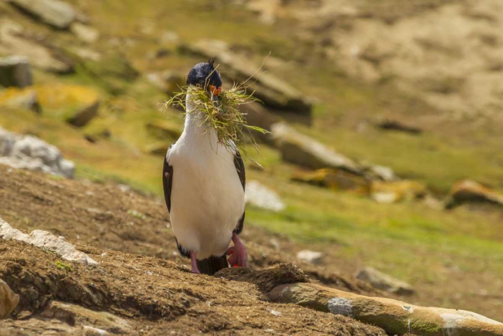 Art Print: Carcass Island Imperial shag with nest material