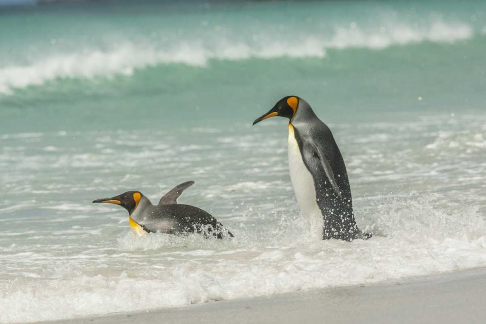 Art Print: East Falkland King penguins in beach surf