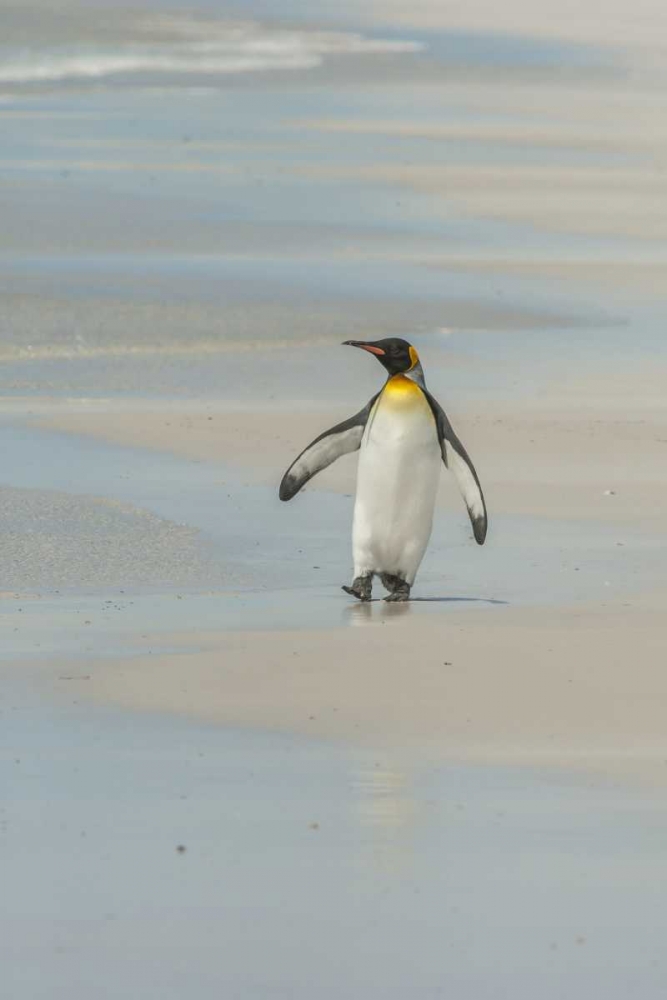 Art Print: East Falkland King penguin walking on beach