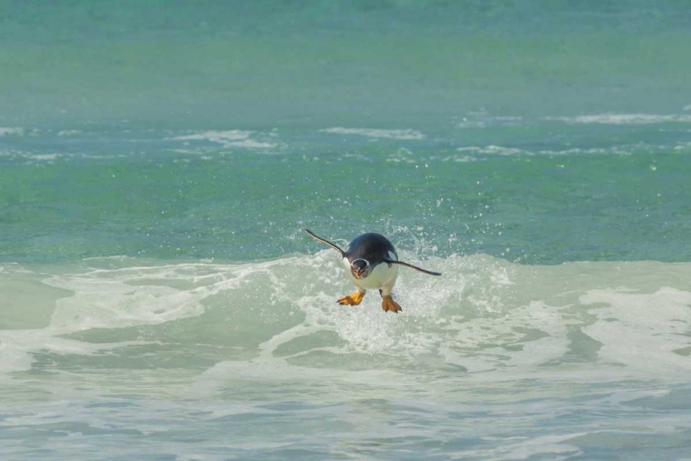 Art Print: East Falkland Gentoo penguin leaping in surf
