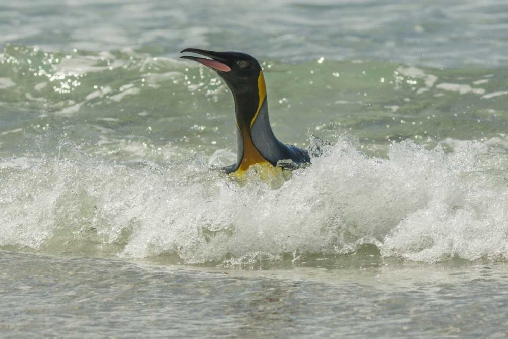 Art Print: East Falkland King penguin in surf