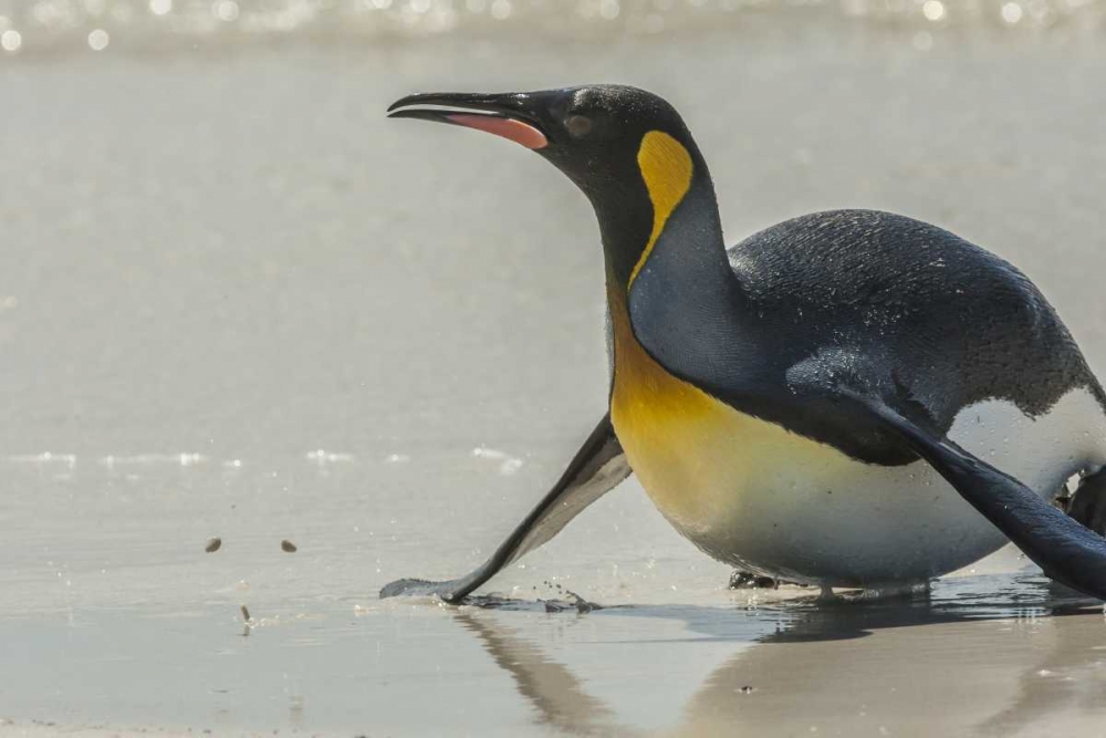 Art Print: East Falkland King penguin on beach