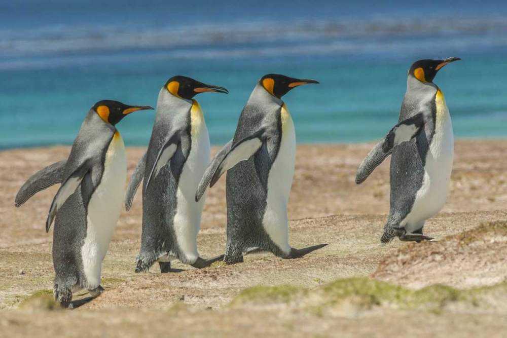 Art Print: East Falkland King penguins walking