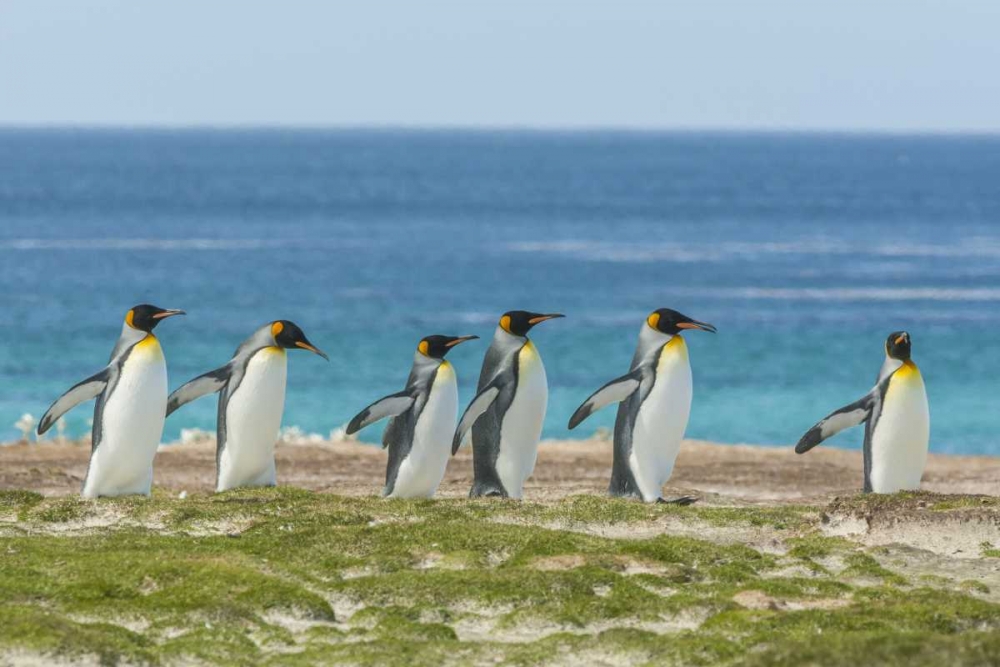 Art Print: East Falkland King penguins walking