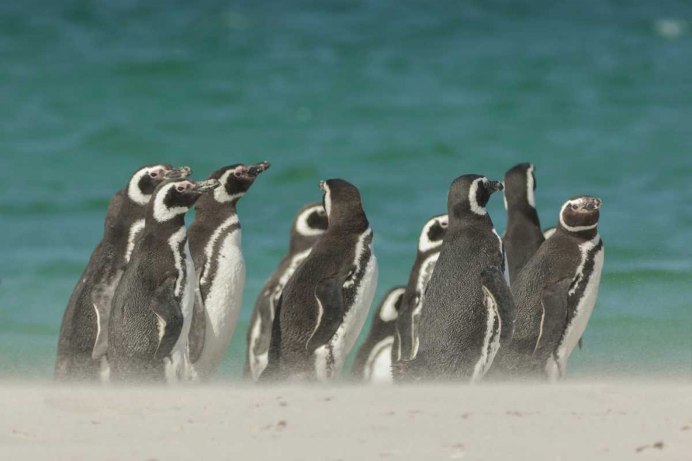 Art Print: Bleaker Island Gentoo penguins on the beach
