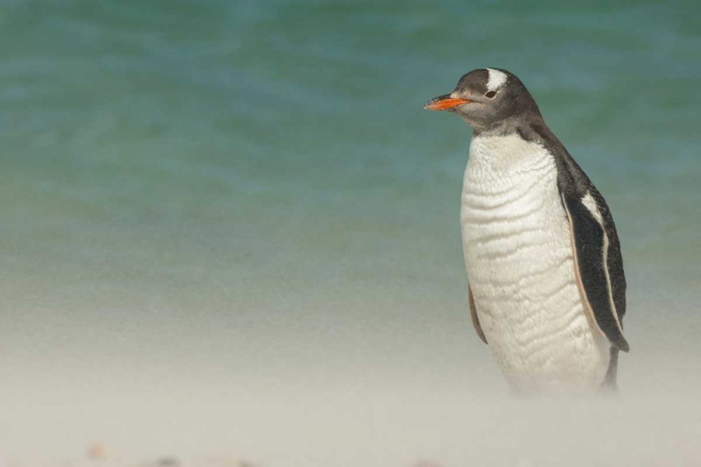 Art Print: Bleaker Island Gentoo penguin on the beach