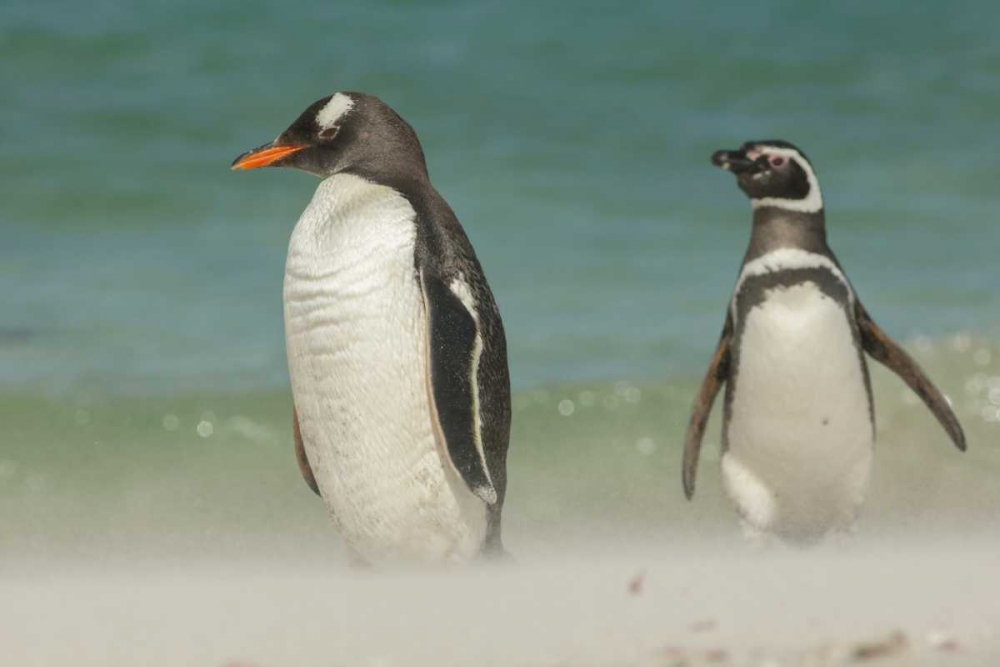 Art Print: Bleaker Island Gentoo penguins on the beach