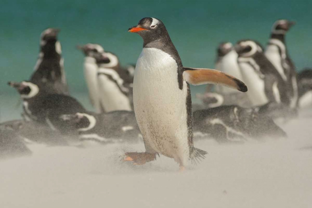 Art Print: Bleaker Island Gentoo penguins and blowing sand