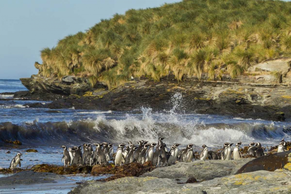 Art Print: Sea Lion Island Magellanic penguins and surf