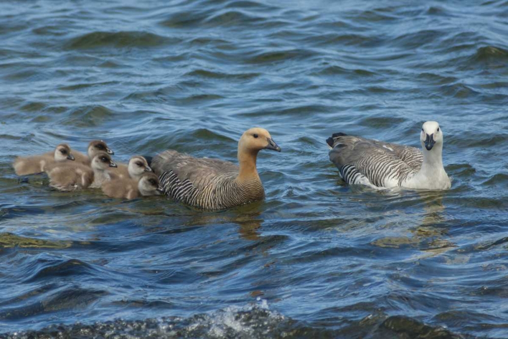Art Print: Bleaker Island Upland goose family swimming