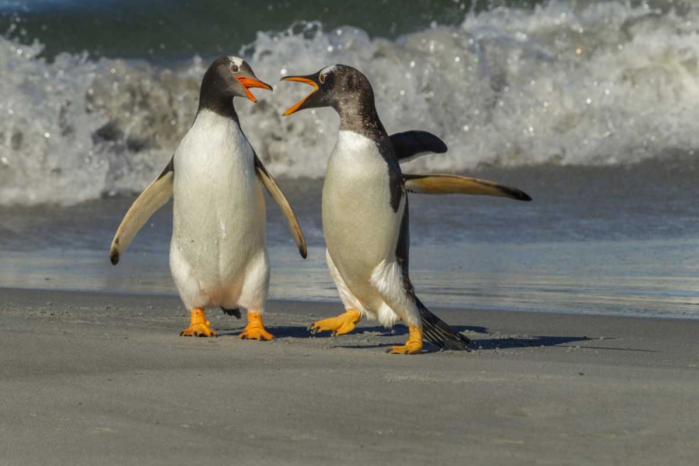 Art Print: Sea Lion Island Gentoo penguins arguing on beach