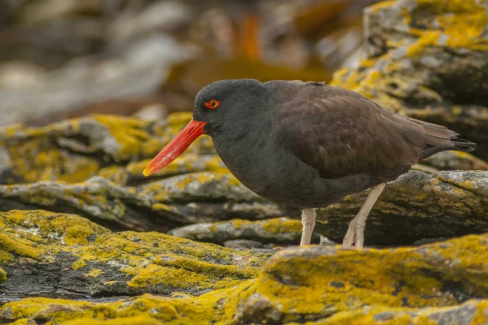 Art Print: Carcass Island Blackish oystercatcher