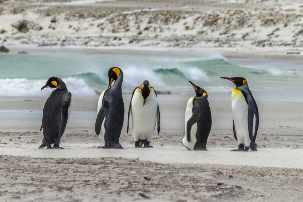 Art Print: East Falkland King penguins on beach