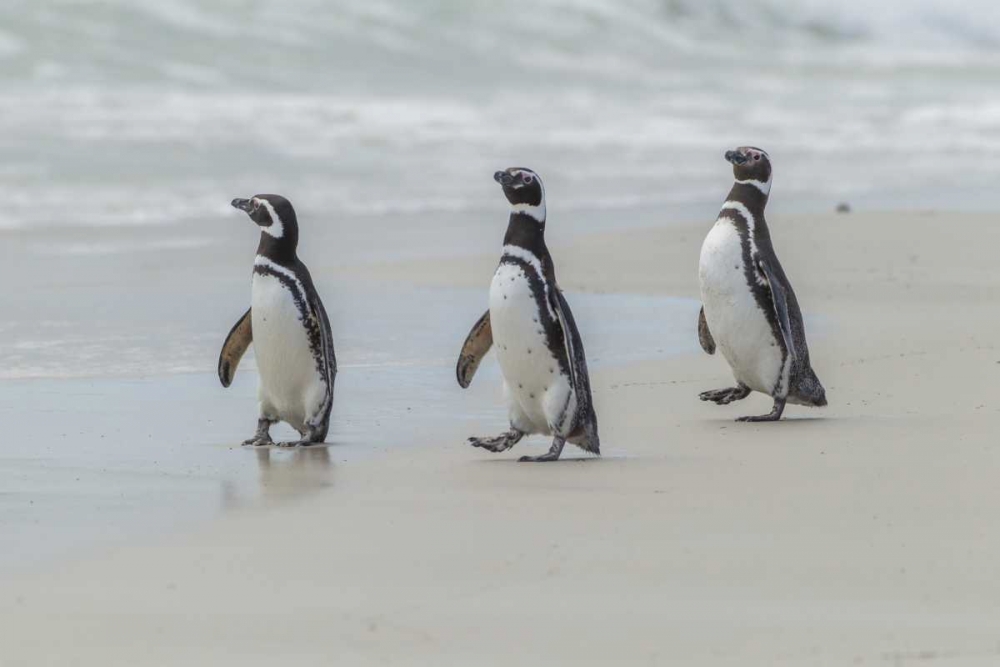 Art Print: East Falkland Magellanic penguins on beach