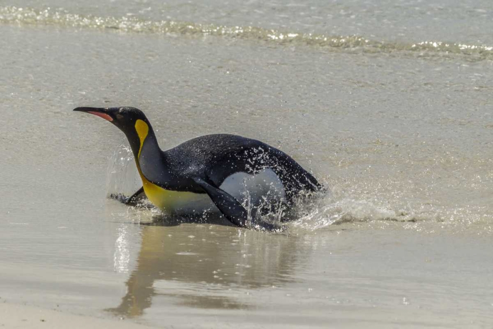 Art Print: East Falkland King penguin on beach
