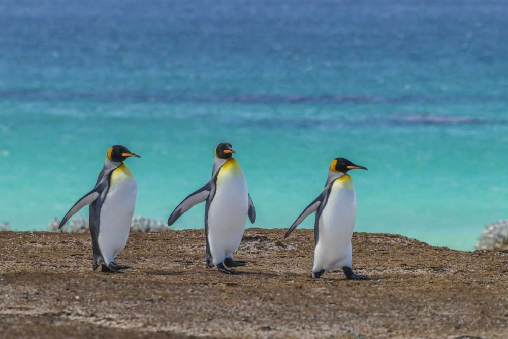 Art Print: East Falkland King penguins walking