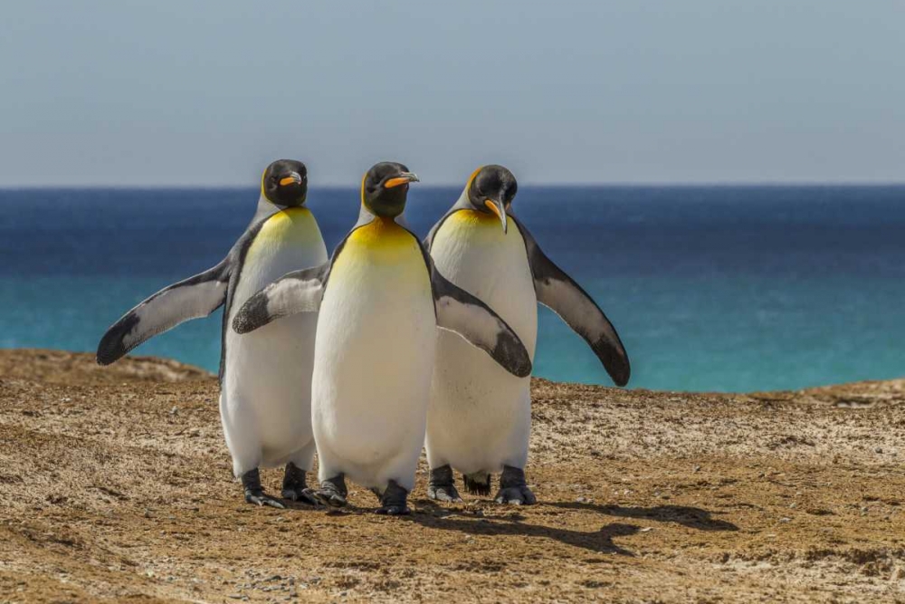 Art Print: East Falkland, Volunteer Point King penguins