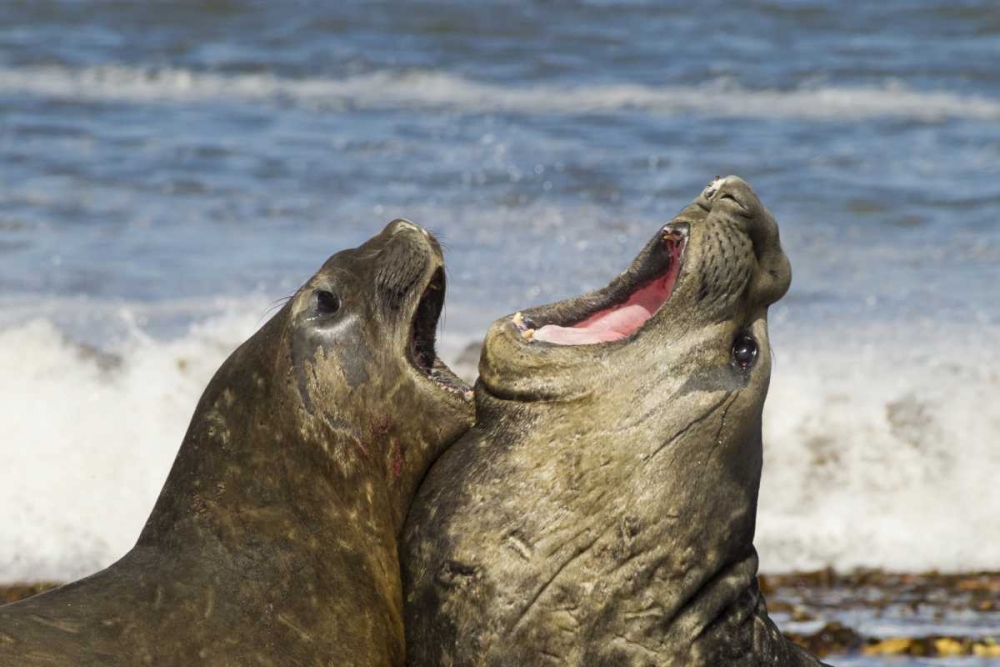 Art Print: Sea Lion Island Southern elephant seals fighting