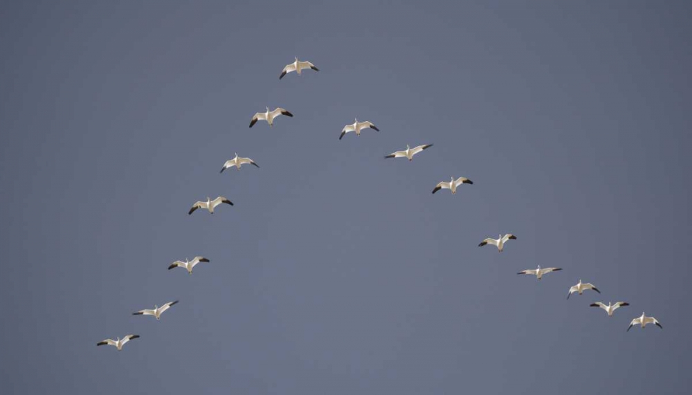 Art Print: Snow geese flying in V formation
