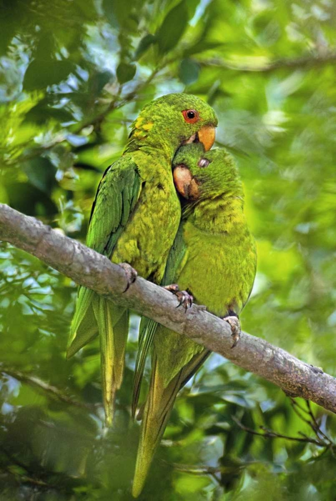 Art Print: Mexico, Tamaulipas Pair of green parakeets preen