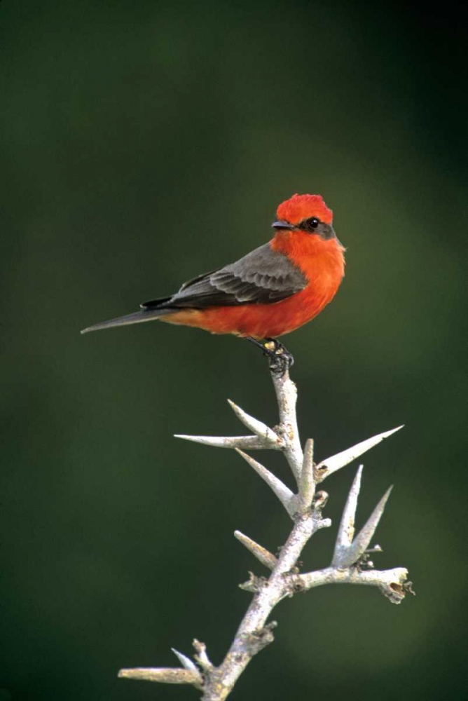 Art Print: Mexico, Tamaulipas Vermillion flycatcher perched