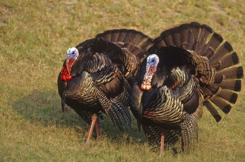 Art Print: Mexico, Tamaulipas State Tom turkeys in display