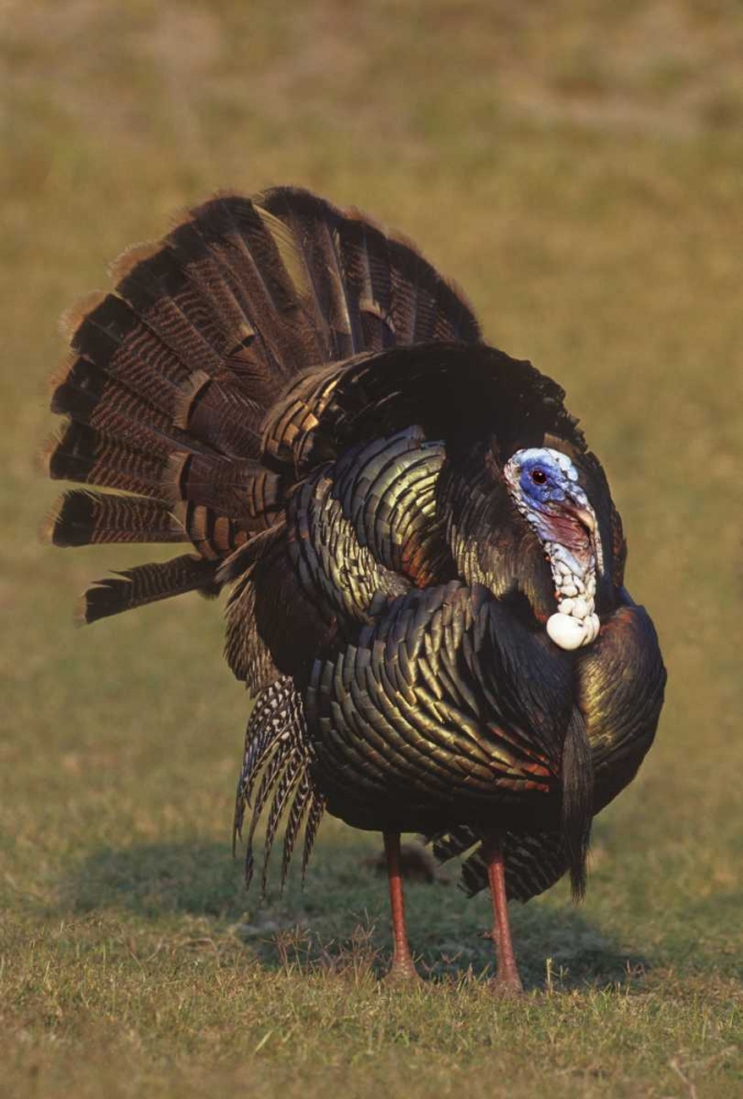 Art Print: Mexico, Tamaulipas Tom turkey in mating display