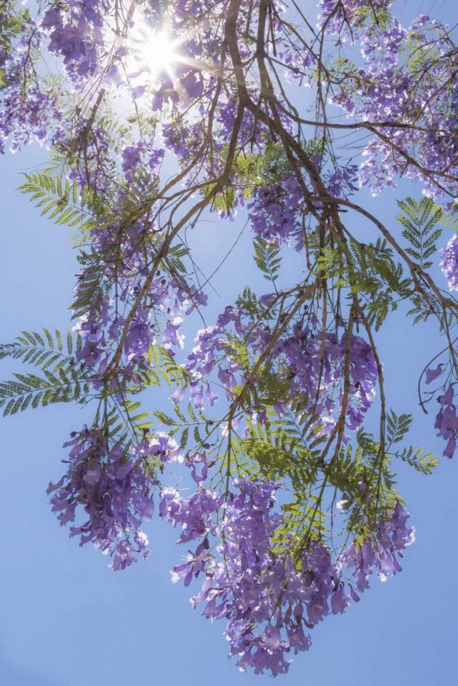 Wall Art Painting id:131869, Name: Mexico Sunburst through jacaranda tree, Artist: Paulson, Don