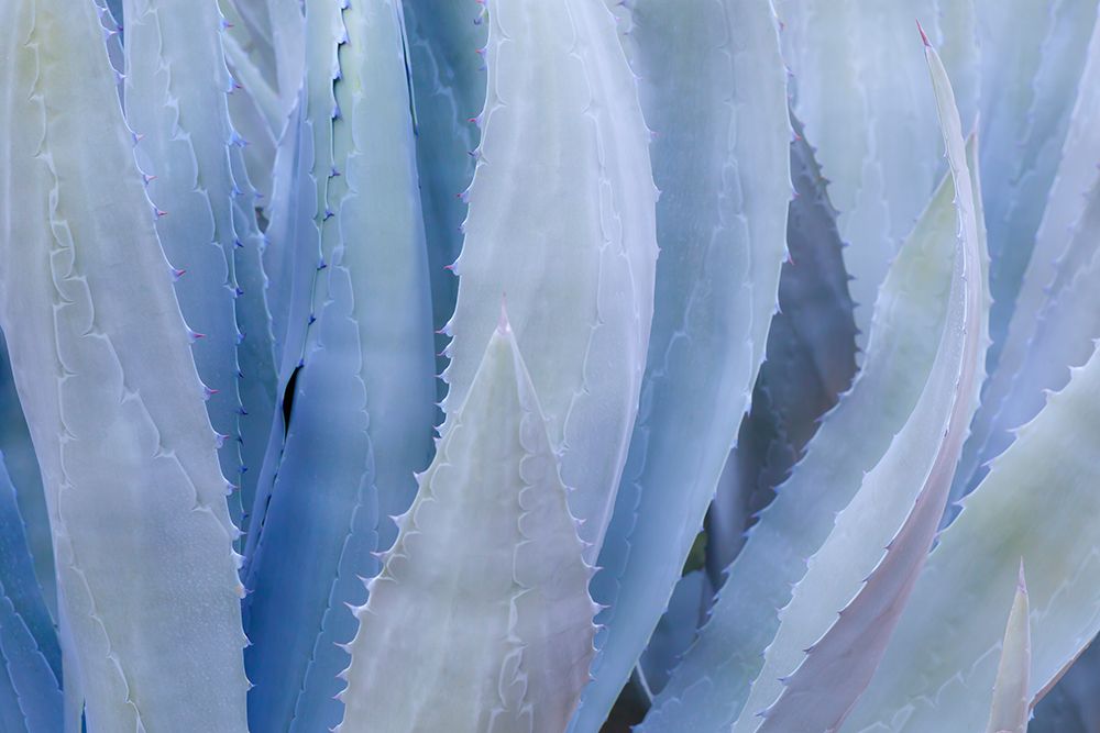 Art Print: Mexico, Tecate, Rancho La Puerta. Close-up of agave leaves.