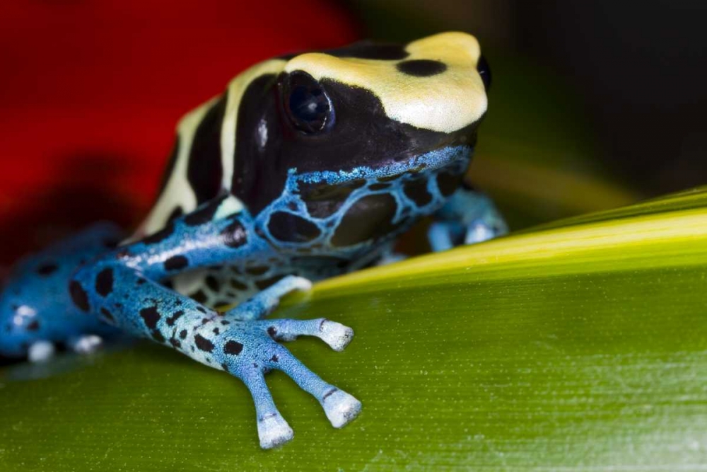 Art Print: Republic of Surinam Poison dart frog on leaf