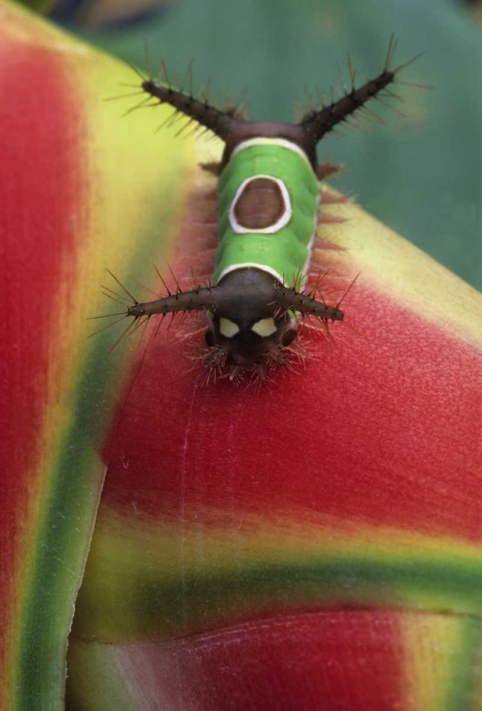 Art Print: Costa Rica, Caterpillar on Heliconia plant