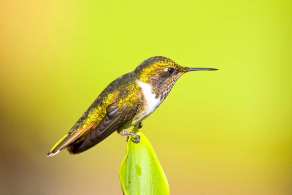 Art Print: Costa Rica, Rio Savegre Scintillant hummingbird