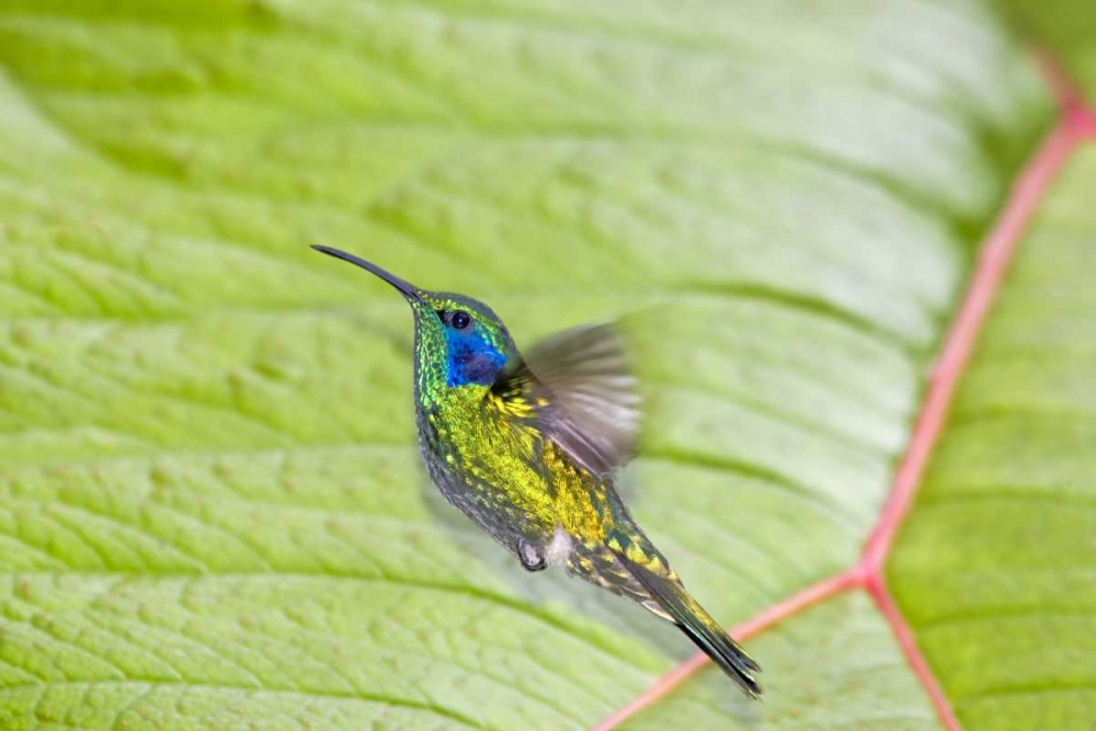 Art Print: Costa Rica Green violet-ear hummingbird