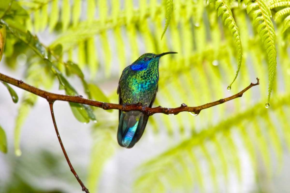 Art Print: Costa Rica Green violet-ear hummingbird on limb