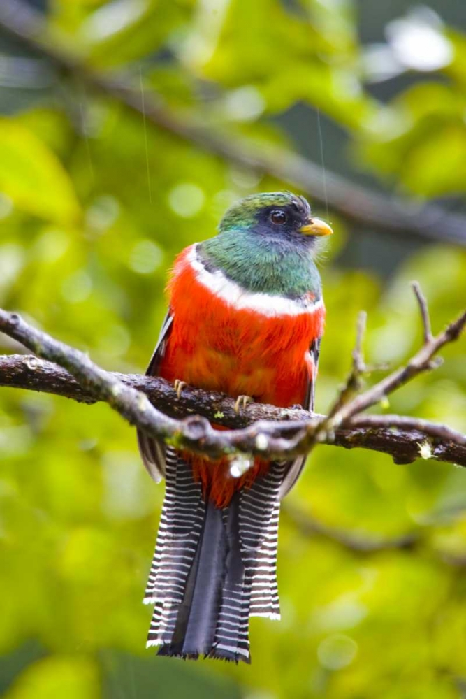 Art Print: Costa Rica, Rio Savegre Male collared trogon
