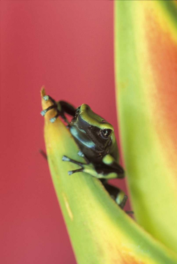 Art Print: Costa Rica, Frog, Osa Peninsula
