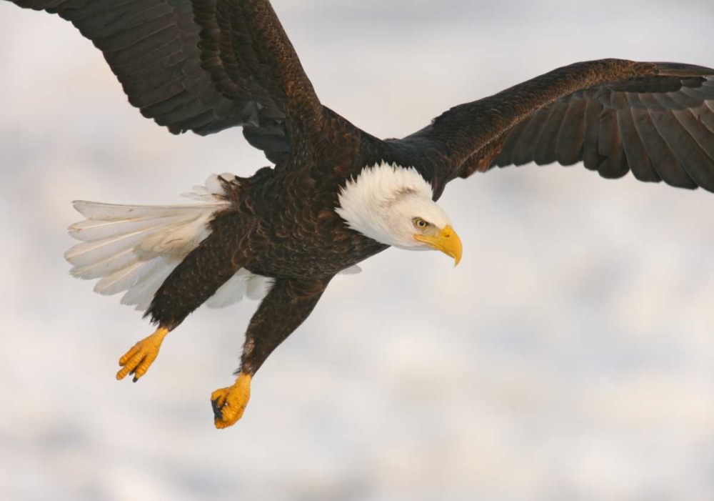Art Print: USA, Alaska, Homer Bald eagle in landing posture