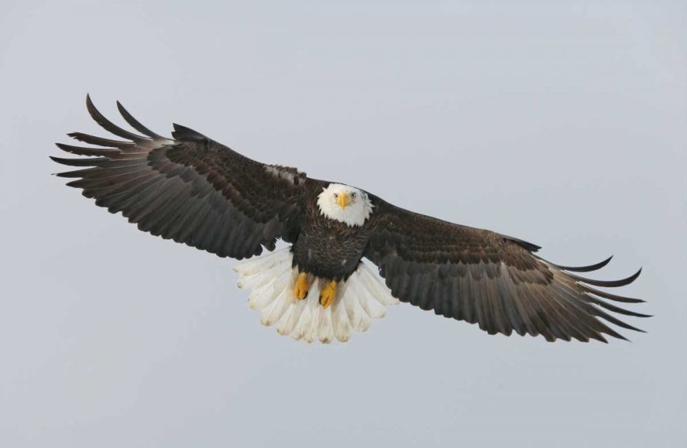 Art Print: Alaska, Homer Bald eagle flying