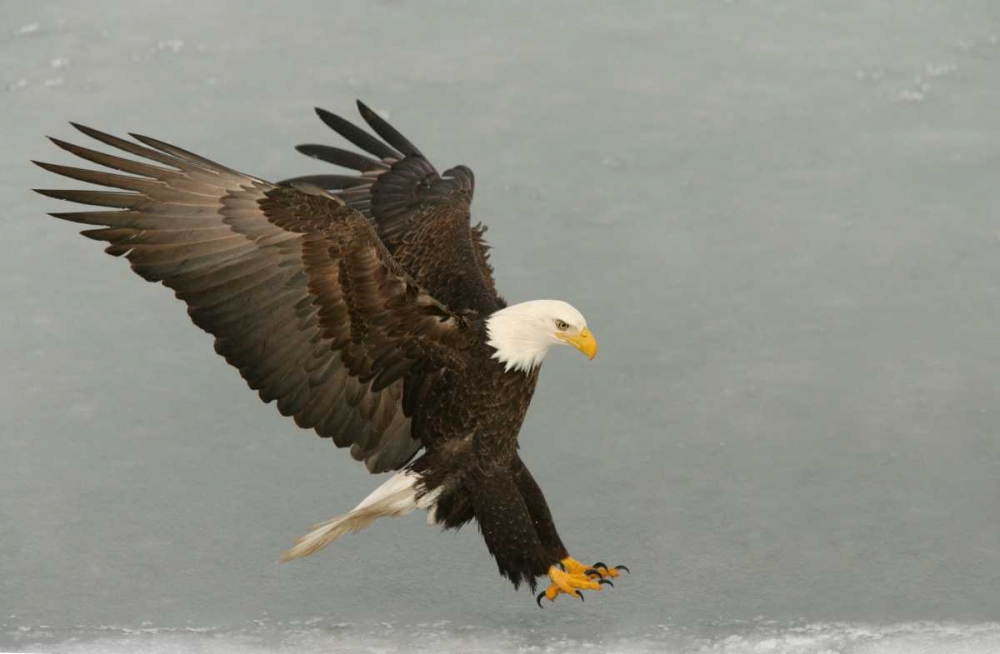 Art Print: USA, Alaska, Homer Bald eagle in landing posture