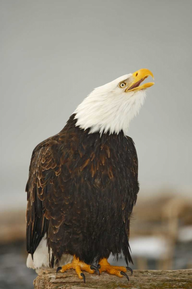 Art Print: Alaska, Homer Bald eagle sitting on log calling