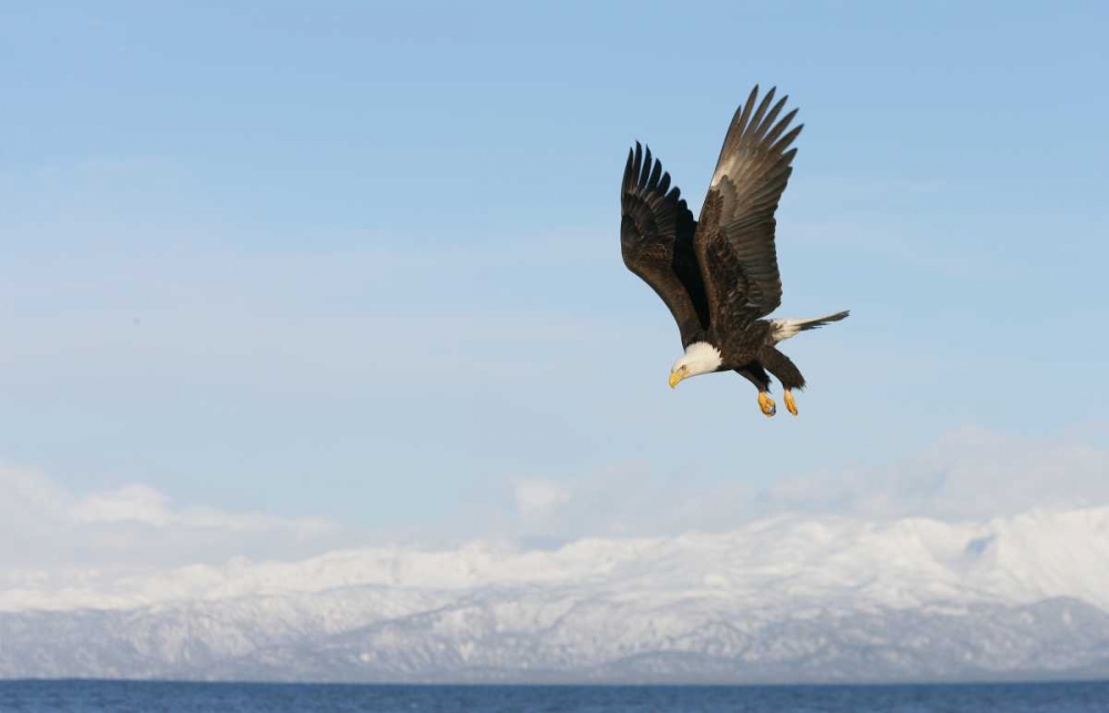 Art Print: AK, Homer Bald eagle in flight with upbeat wings