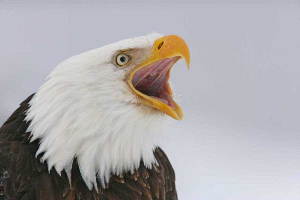 Art Print: USA, Alaska, Homer Bald eagle screaming