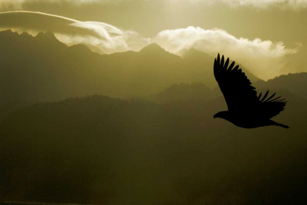 Art Print: AK, Homer Silhouette of bald eagle flying