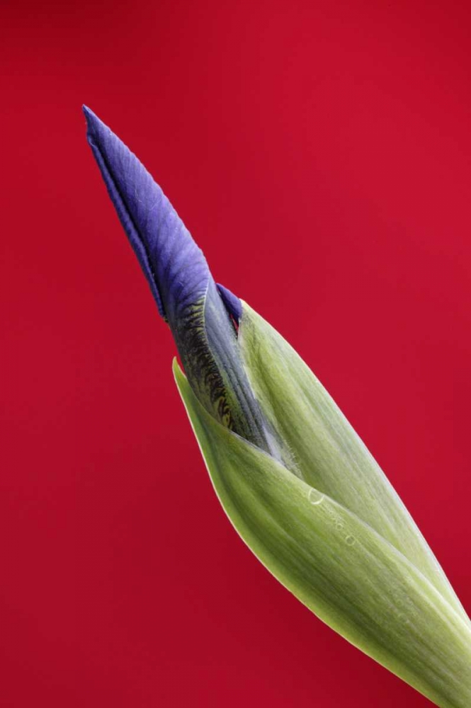 Art Print: USA, Alaska, Nome Wild iris budding